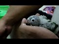 Birds Chick Hand Feeding Method