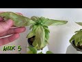 Basil - How to grow an UNLIMITED supply