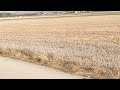 Pheasant Chat