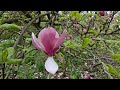Virtual Spring Tour in Royal Botanical Gardens, Hamilton - Part Two, Arboretum
