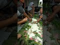 madang madang mayoran lebaran