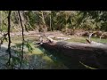 4K Virtual Hike through Canadian Forest (with Nature Sounds) - Incredible Nature of British Columbia