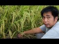sL-19H Super Hybrid Rice update sa aming Tanim| Ang Ganda pala nito