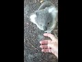 Cute Little Koala Comes up for a Cuddle || ViralHog