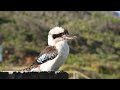 kookaburra closeup