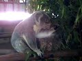 Koala eating.avi