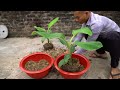 Summary of 3 extremely effective methods of propagating banana plants using COCA COLA and BEER