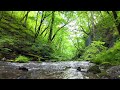 4K Forest River Ambience with Nature Sounds | Relaxing Mountain Stream for Sleep & Meditation