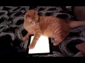 Cat (Mr. Wallaby) loves the iPad!