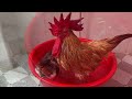 Laugh until your stomach hurts😂! Funny cat invites rooster to take a bath together.Funny cute pets