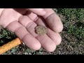 Garrett AT Max - Short hunt for coins