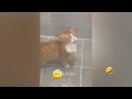 Funny Dogs And Cats Videos 2023 🤤 - Best Funniest Animal Videos Of The Month #31