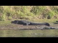 Myakka River State Park - 200 Alligators at The Deep Hole