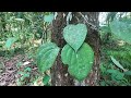 #മഹാഗണി | #MAHOGANY TREES | SWIETENIA MAHAGONI | KERALA | GO TROPICAL