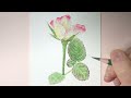 색연필로 그리는 장미꽃 과 잎 / Rose flower and leaves drawn with colored pencils