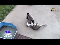 When cats encounter wild animals !