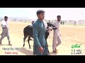 Bull Race - Khad factory - Dangerous Bulls - Fateh Jang  Bulls - Hamza sky video - 2.5.2024