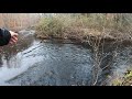 GIANT Broodstock Trout in CT!