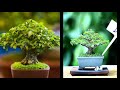 small bonsai time lapse progress | bonsai sakura | before and after