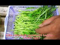 How to grow water spinach in plastic bottles with water very easily and quickly