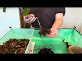 New Moss Pole Set Up + Philodendron Majestic Repot | Clear Plastic Moss Poles | How To Assemble