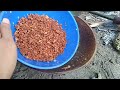How To Extract Oil From The Coconut Meat | DIY Extracting Oil From Coconut Meat #oilcoconut