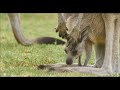 All About Kangaroos for Kids - Kangaroo Facts for Children: FreeSchool