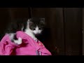 Funny Kittens: 'Have You Ever Been a Baby?'