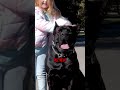 Will a 125-Lb Cane Corso Listen to a 4 Year Old?