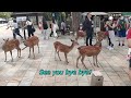 Touching a deer for the first time  Nara Park Todaiji Temple