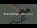 Pajarito colibrí — Natalia Lafourcade (letra)