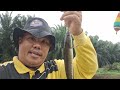 Rejeki bertubi tubi strek Ikan Gabus dan betik Babonspot kebun sawit petualangan mancing 01.06.24