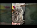 Funny and cute CATS 🐱Videos🔶 Сompilation # 38🔶