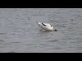 Avocets at RSPB Middleton   March 2020