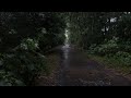 1 Hour 2 Minutes of Rainforest and Thunderstorm Sounds For Focus, Relaxing and Sleep ⛈️ Relax