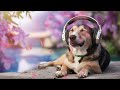 【10minutes】lofi relaxing music、relaxing  animal