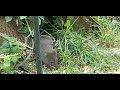 Don't startle the vole