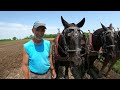 A DISASTER CAUGHT ON CAMERA // Draft Horse Pileup!!!