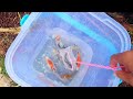 Amazing Catch Tiny Ornamental Pufferfish, Turtles, Ornamental Fish, Koi, Striped Fish, Angelfish