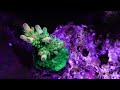 10 Expert Tips to Optimize Water Circulation in Your Reef Tank