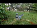 Blue Jays eating on grass | Summer in Newfoundland Ep19