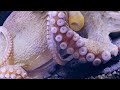 Life of the Ocean 8K ULTRA HD - 500 Marine Species with Relaxing Music and Ocean Sounds