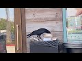 Crow orders take out.