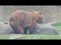 2024.05.24. Montana Grizzly Encounter - Maggie