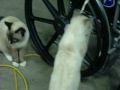 Funniest Cats EVER pushing wheelchair!