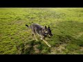 How fast can a German Shepard run 250 [NOT A SCIENTIFIC EXPERIMENT]