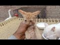 Video of feeding hungry cat and kittens || cat drinking milk || cat eating || kitten drinking milk