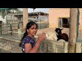 #Vlog Baladna Milk Farm Doha Qatar #Sukanya Telugu Vlogs