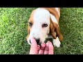 Evelyn/Dio basset hound puppies!