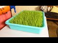 The Ultimate Guide to Growing #Wheatgrass at Home